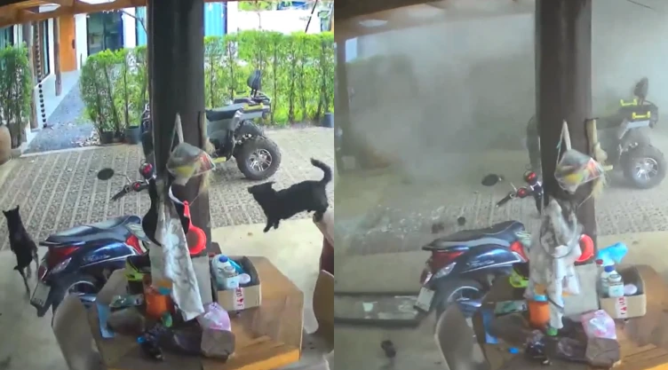 Perritos se salvan de misil por guerra Tailandia - Camboya