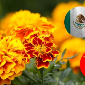 /estilo-de-vida/diferencias-flor-cempasuchil-china-mexicana