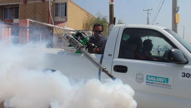 Las plagas de las que te debes cuidar durante la temporada de lluvias