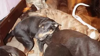 Mujer protege cerca de 100 perros callejeros del huracán ´Dorian´