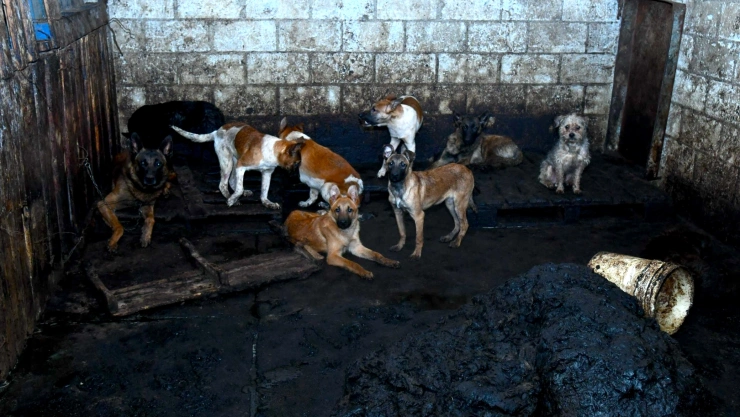 Detienen a hombre por vender carne de perro en el Estado de México