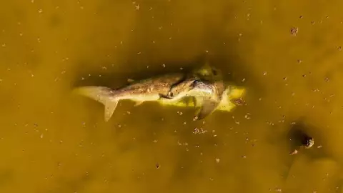 ¿Un tiburón? Hallan ejemplar marino SIN VIDA en Progreso (+FOTOS)
GuÃa