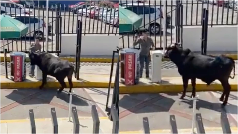 VIDEO_ ¡Olé! Captan a toro deambulando en una universidad en CDMX
