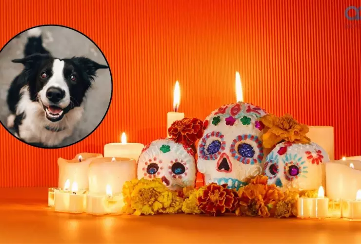 ofrenda para mascotas.jpg