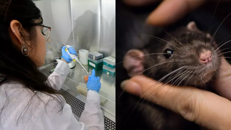 suiza medicos animales