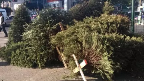 Aquí puedes RECICLAR tu árbol de Navidad 2023 en Cancún; estos son los centros de ACOPIO