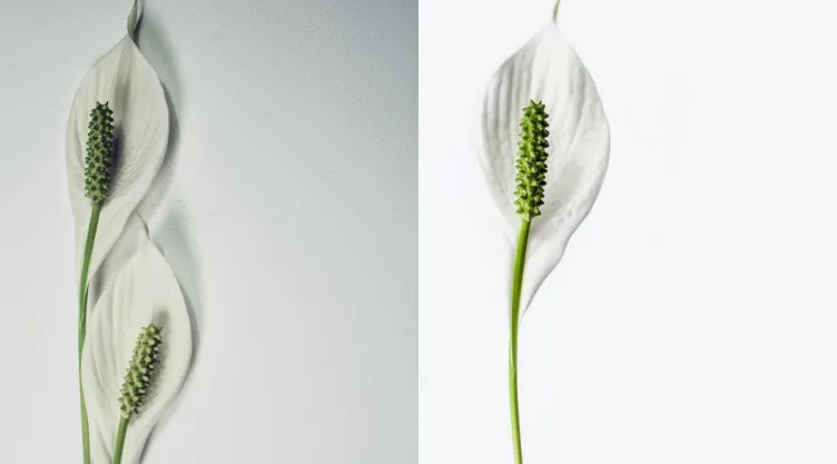 /estilo-de-vida/por-que-cuna-moises-planta-duradera-elegante-casa