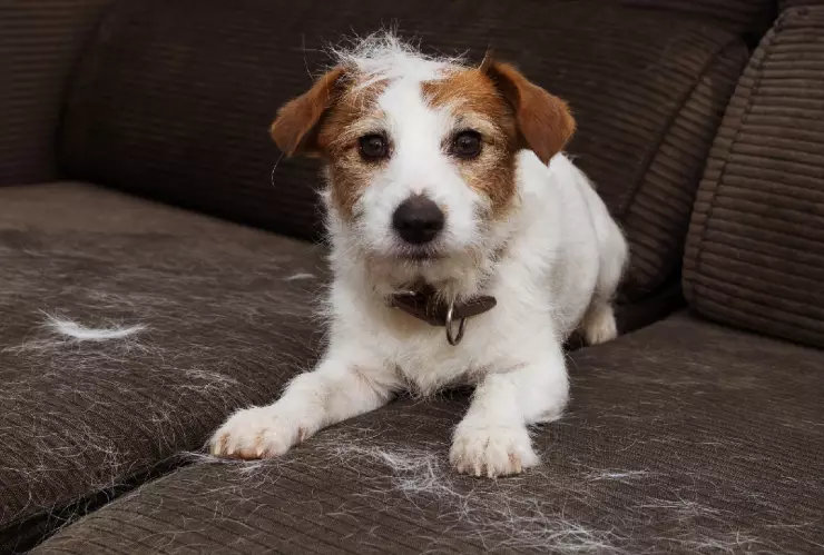 Te decimos cómo eliminar el pelo de perro en la ropa.