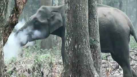 elefante
