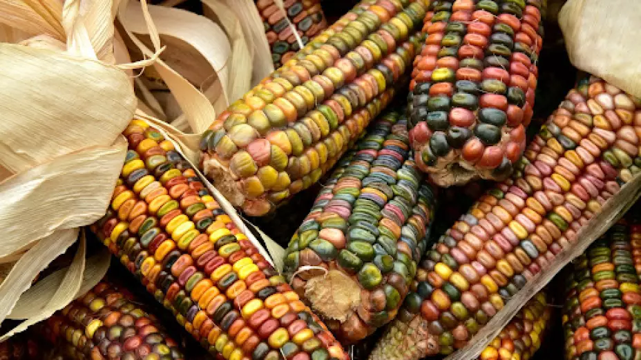 Día Nacional del Maíz