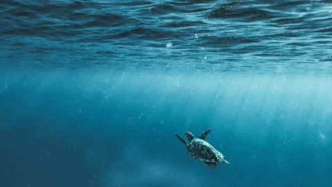 Día-Mundial-los-Océanos-qué-son-importantes-cuáles-rodean-México