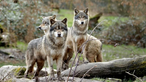 Lobos escapan de Zoológico de León.jpg