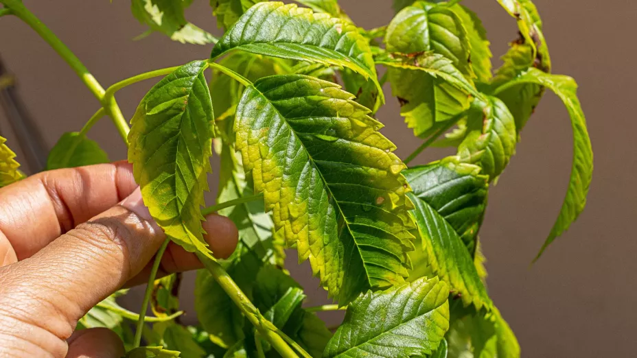 El motivo detrás de las hojas amarillas en tus plantas