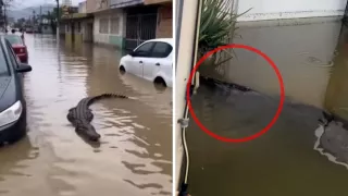Captan cocodrilos en calles de Poza Rica tras inundaciones