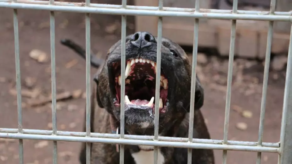 Perro ataca a mujer.jpg