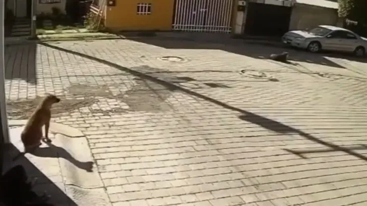 perrito atropellado