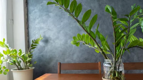 La Planta ZZ (Zamioculcas zamiifolia)