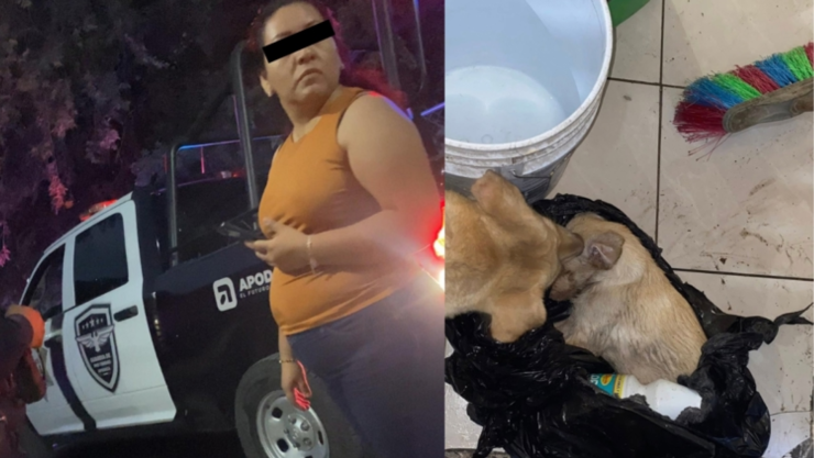 Maltrato animal