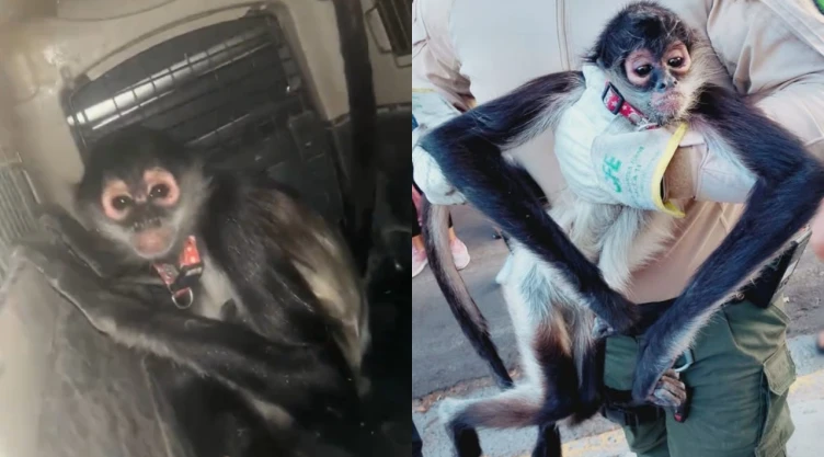 rescatan-mono-arana-electrocutado-en-guadalajara-especie-esta-en-peligro-extincion