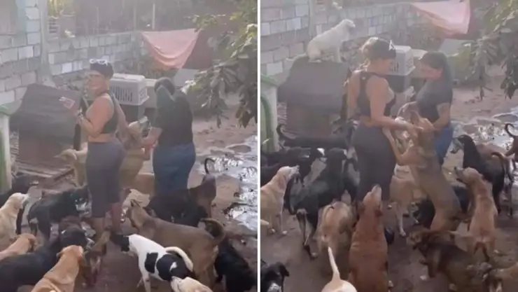 niurka-acusada-redes-adoptar-perros-sacrificarlos-ritos-santeria.jpg