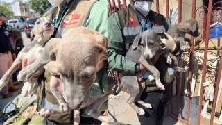 9 perros rescatados Ciudad Juárez.png