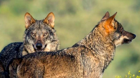 Mujer atacada por lobos