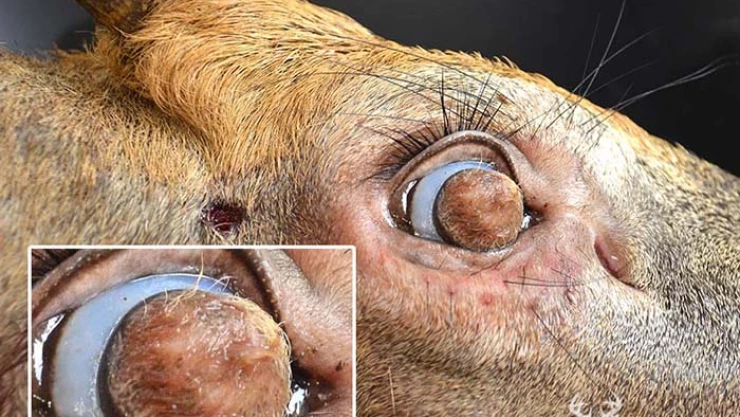 Hallan un ciervo con pelo en sus ojos debido a una extraña condición