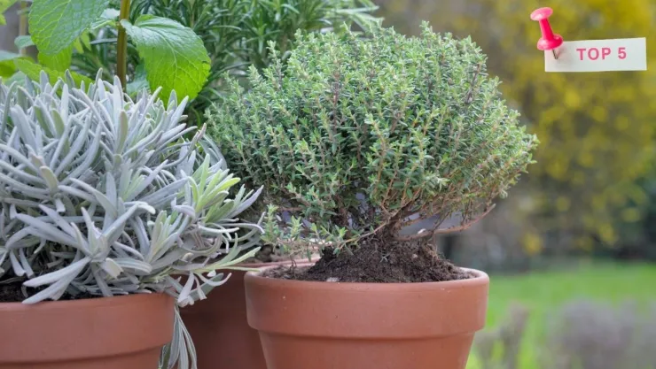 5 plantas aromáticas para repeler insectos y aromatizar tu casa naturalmente.jpg