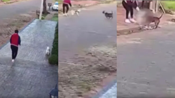 Ataque de pitbulls contra perrito en Paraguay; exigen justicia (VIDEO)