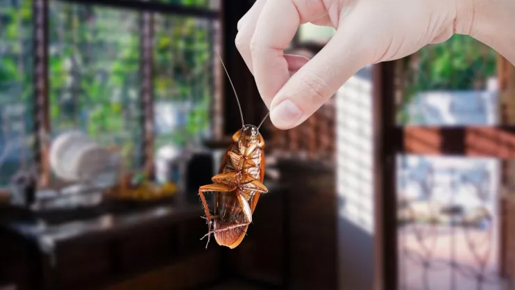 El Feng Shui explica qué significa la presencia de cucarachas en casa.jpg