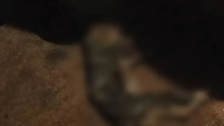Denuncian ENVENANAMIENTO de gatos y perros en Seyé con tortas de cochinita