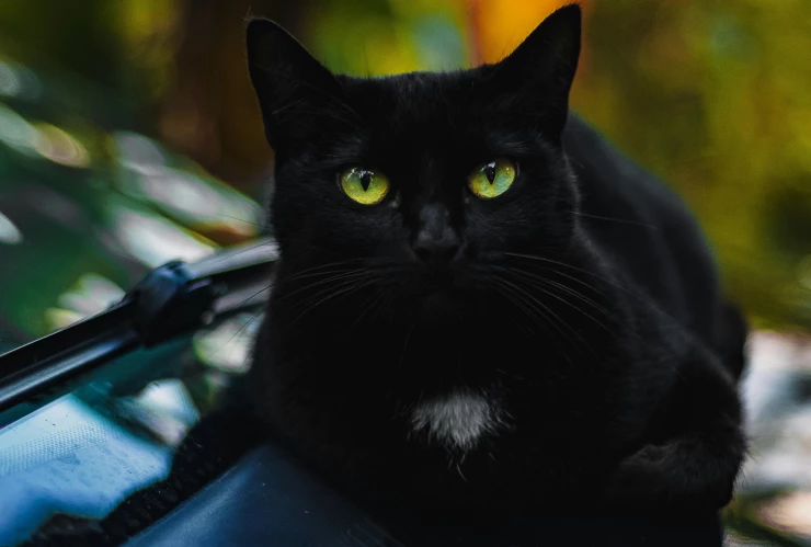 adopción de gatos negros