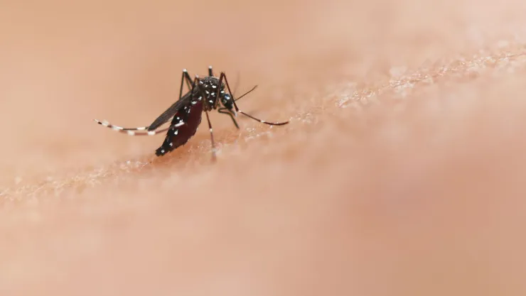 ¿Qué es y cómo puedes identificar la malaria?