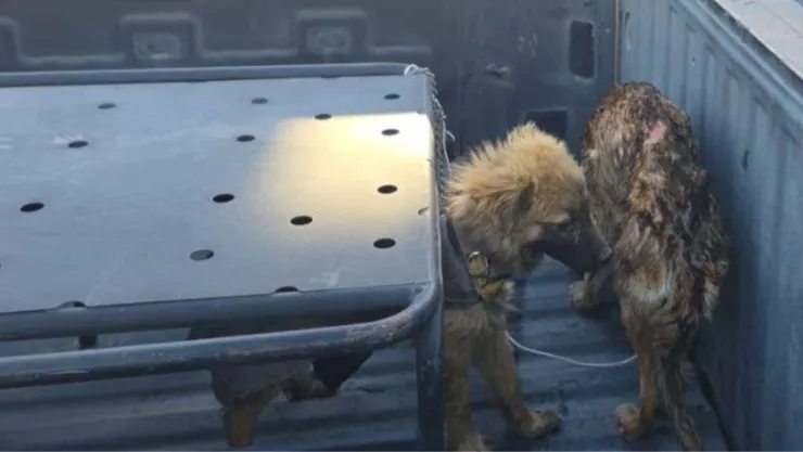 Perros rescatados.jpg