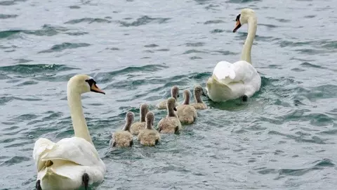 cisnes gripe aviar.jpg