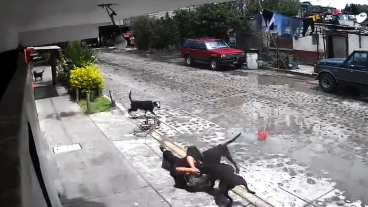 ¡Momentos de horror! Mujer de la tercera edad fue salvajemente atacada por manada de perros en Querétaro