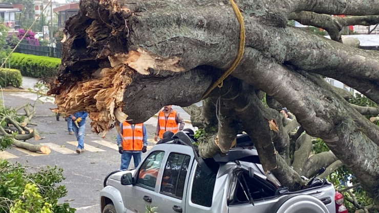 Árbol caído en Xalapa