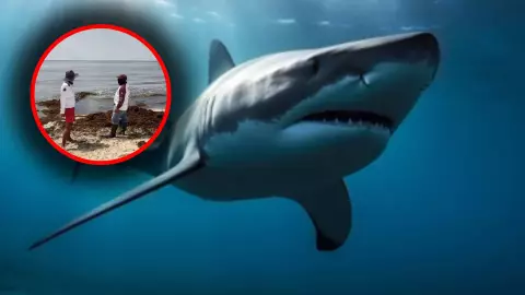 ¿Tiburón a la vista? Realizan cierre temporal de una zona de Playa del Carmen ante posible avistamiento