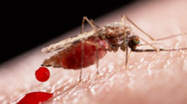 Mosquito