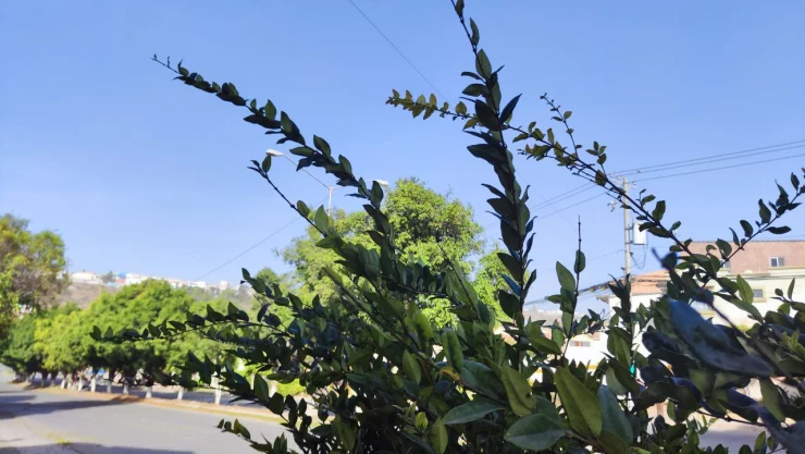 Clima seco, pero frío en Tijuana hoy 9 de noviembre de 2024