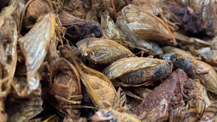 Cigarras bañadas en chocolate, la nueva sensación en Estados Unidos.