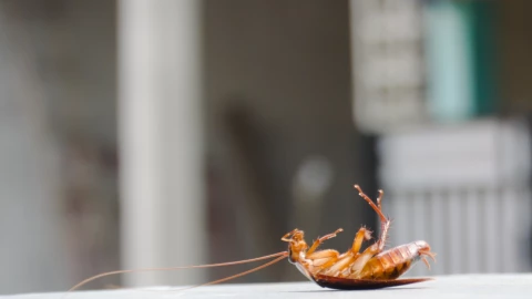 mejor truco para acabar con cucarachas