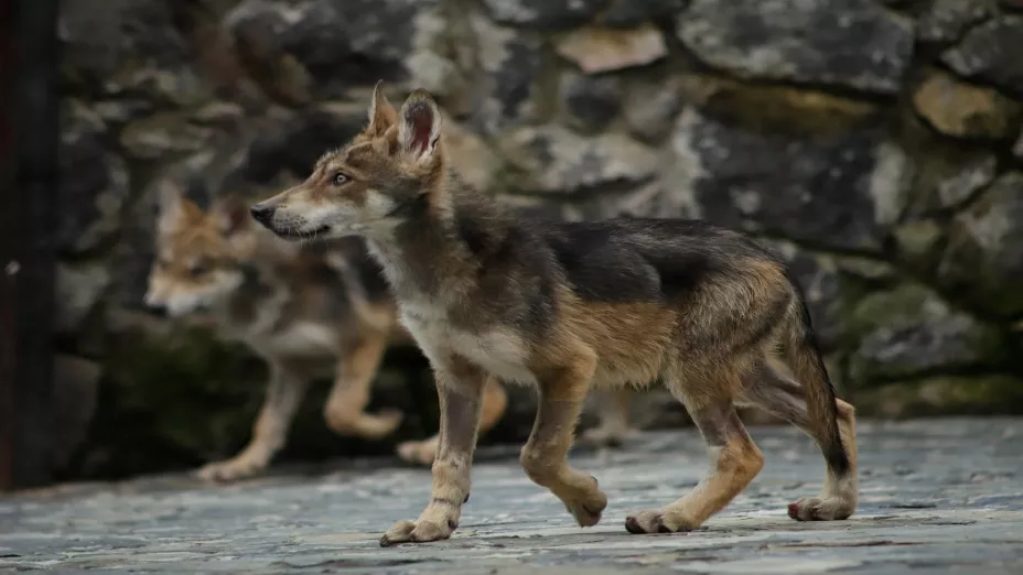 Nacen cachorros de lobo gris mexicano en el Edomex_Gobierno del Estado de México.jpg