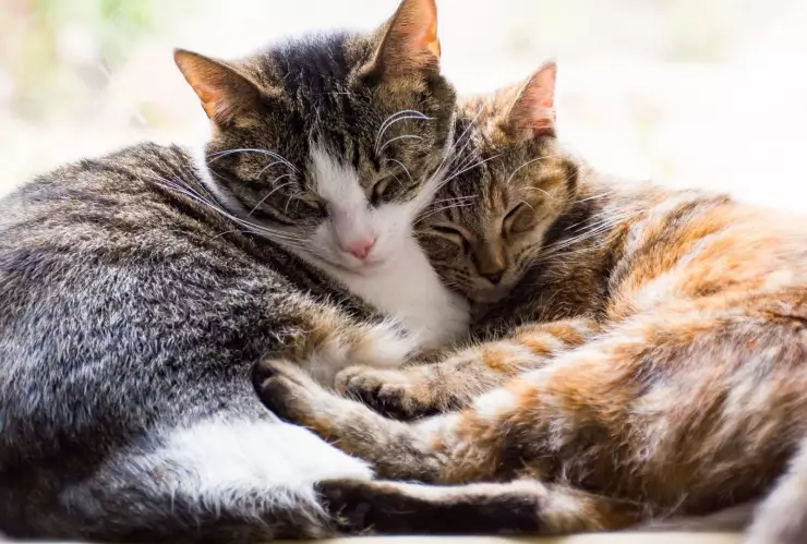 Tener dos gatos mejora su bienestar: se acompañan, juegan juntos y reducen el estrés y el aburrimiento diario.