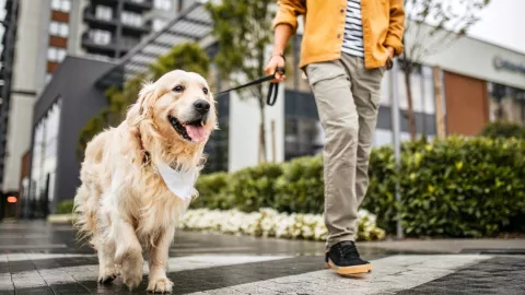 Proponen endurecer multas para quienes paseen a sus perros sin correa