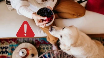 Las 9 frutas que NUNCA deberías darle de comer a tu perro