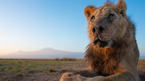 El león más viejo de África murió