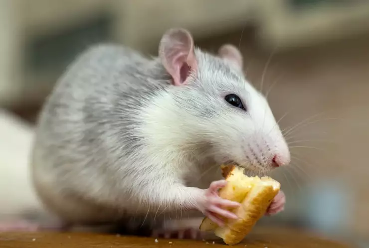 Identifican primer caso de hantavirus en Michigan, EUA