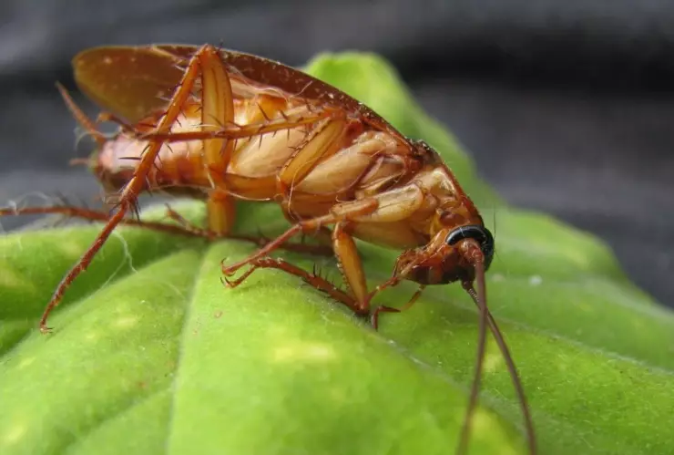 C&oacute;mo ahuyentar las cucarachas de forma casera: truco viral con pepino