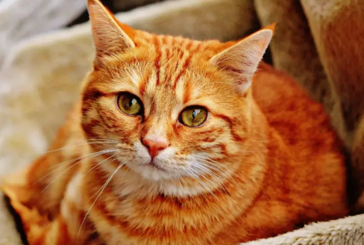 gatitos_japon_comedor